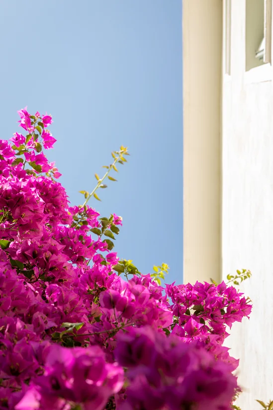 SantiLaurini.com Gallery