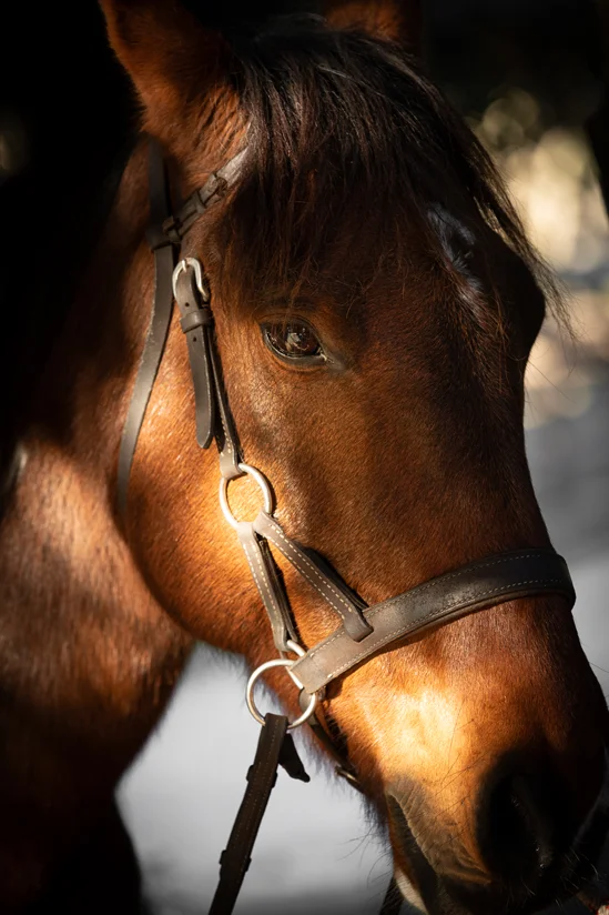 SantiLaurini.com Gallery