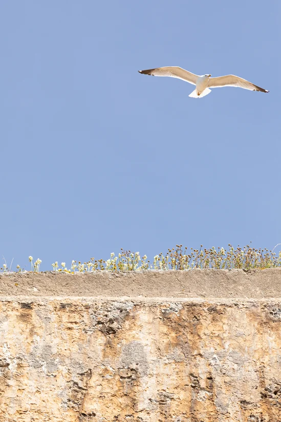 SantiLaurini.com Gallery