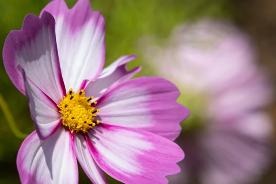 SantiLaurini.com Gallery